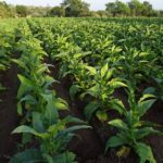 tobacco